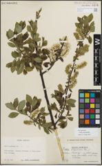 Foto von Salix myrsinifolia Salisb.